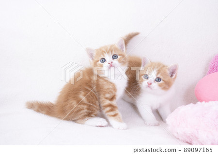 Pink heart cushion and two Scottish fold kittens Pink heart cushion and two Scottish fold kittens 89097165