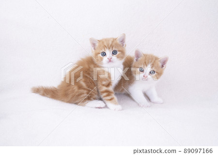 兩隻蘇格蘭折耳貓 89097166