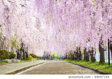 福島縣日中線垂枝櫻花樹 福島縣日中線垂枝櫻花樹 89097184