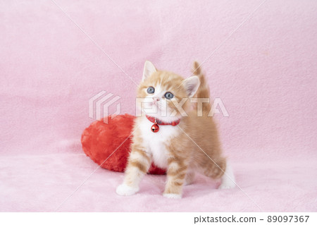 Scottish fold kitten with pink back, red heart and bells 89097367