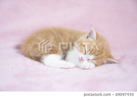 蘇格蘭折耳貓小貓背著粉色睡覺 89097430