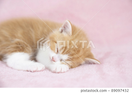 Scottish fold kitten sleeping with pink back 89097432