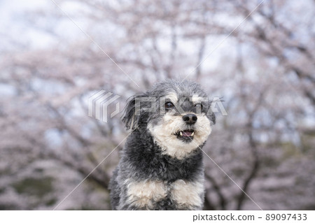 Amber bust-up of cherry blossoms and smiling Chiwapu 89097433