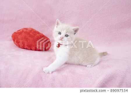 蘇格蘭折耳貓,背粉紅、紅心和鈴鐺 蘇格蘭折耳貓,背粉紅、紅心和鈴鐺 89097534