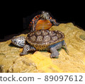 Diamondback terrapin and diamondback terrapin to dry the shell 89097612