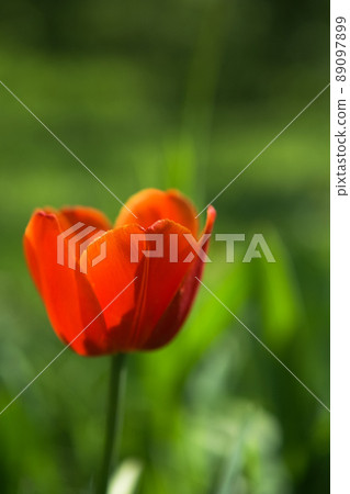 Bright yellow and red tulip flower. Spring background. Bright yellow and red tulip flower. Spring background. 89097899
