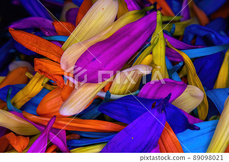 Bunch of colored daisy pedals piled together 89098021