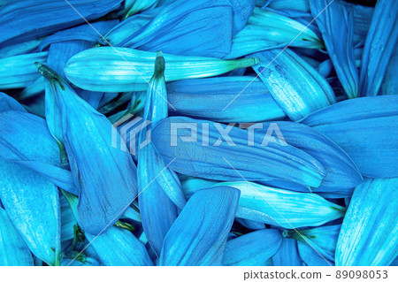 Bunch of blue colored daisy pedals piled together Bunch of blue colored daisy pedals piled together 89098053