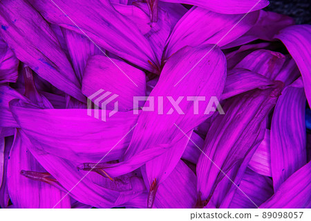 Purple daisy flower pedals piled together 89098057