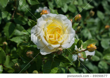 Beautiful colorful Rose Flower 89098677