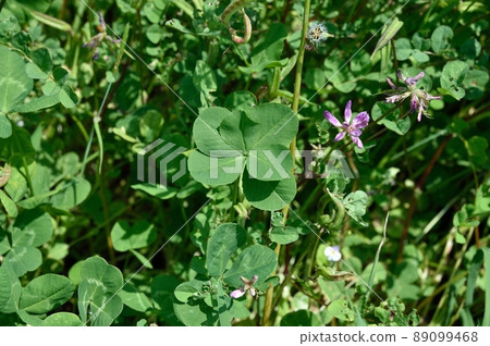 Six leaf clover Six leaf clover 89099468