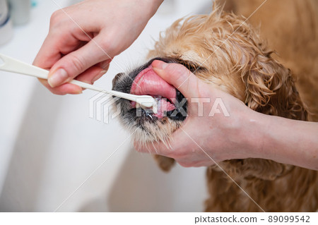 Female hand brushing her dog teeth, close-up. Female hand brushing her dog teeth, close-up. 89099542
