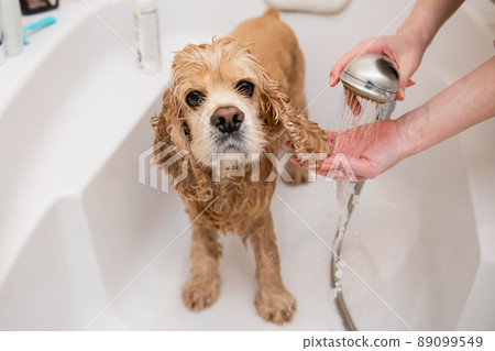 Close up of female hands are washing dog ears in the bathroom. 89099549