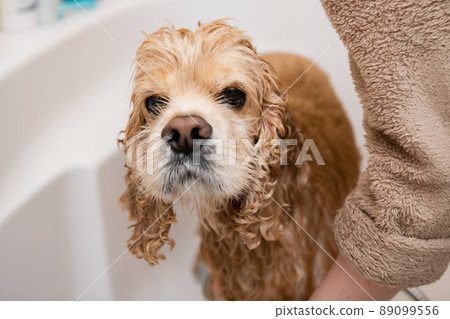 Sad wet spaniel in the bathroom while washing. 89099556