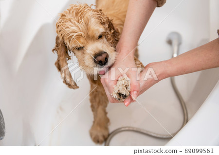 Groomer washing paw of american cocker spaniel standing in bathroom Groomer washing paw of american cocker spaniel standing in bathroom 89099561