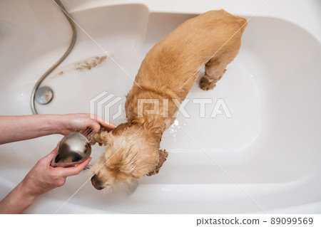 Grumer washes the dog with foam and water. Grumer washes the dog with foam and water. 89099569