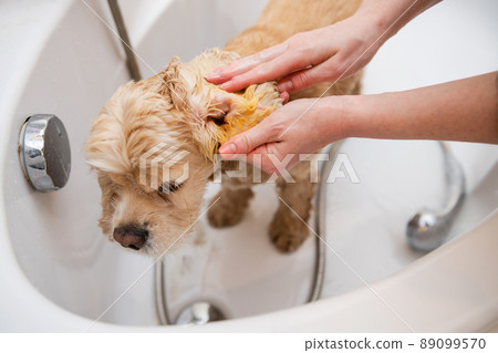 Close up of female hands are washing dog ears in the bathroom. 89099570