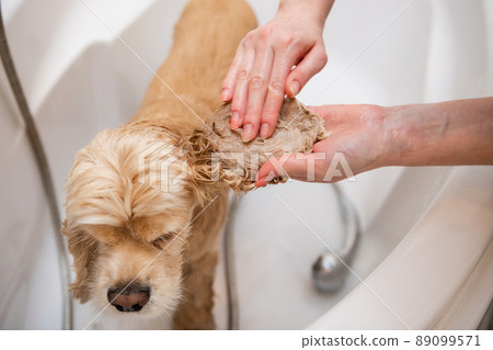 Close up of female hands are washing dog ears in the bathroom. 89099571