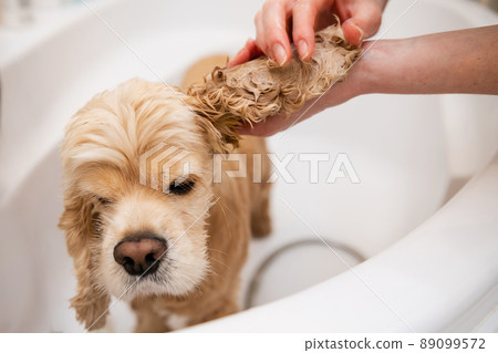 Female hands are washing dog ears in the bathroom. 89099572