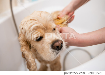 Grumer washes the dog with foam and water. 89099573