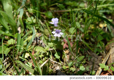 Oyster flower flowers 89099610