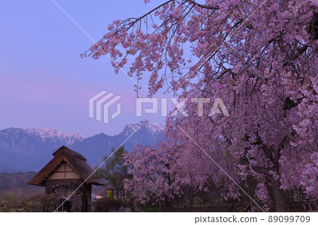向川町、北斗市、水車公園、盛開的垂枝櫻花和黎明時的凱駒 89099709