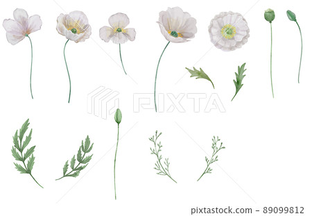 水彩罌粟花 89099812