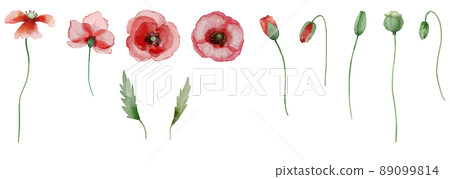 水彩罌粟 89099814