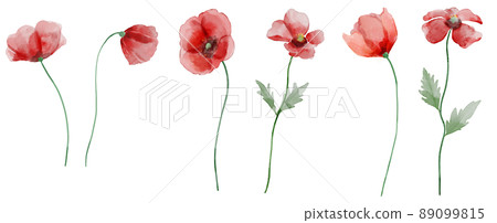 水彩罌粟 89099815