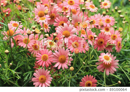 瑪格麗特雛菊, 瑪格麗特雛菊, 瑪格麗特雛菊, 瑪格麗特雛菊, 瑪格麗特雛菊, 東方菊花, 女孩花, 瑪格麗特雛菊, 瑪格麗特雛菊 89100064