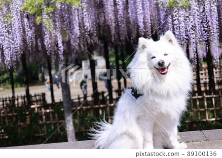 Japanese Spitz and Wisteria 89100136
