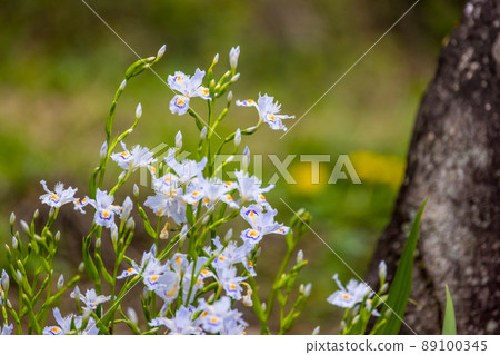 Shaga in full bloom Shaga in full bloom 89100345