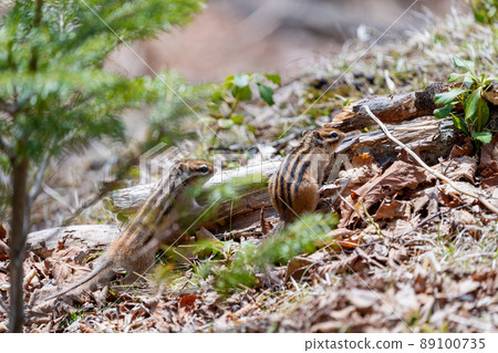 Breeding season of Ezo chipmunk 2 animals side by side 89100735