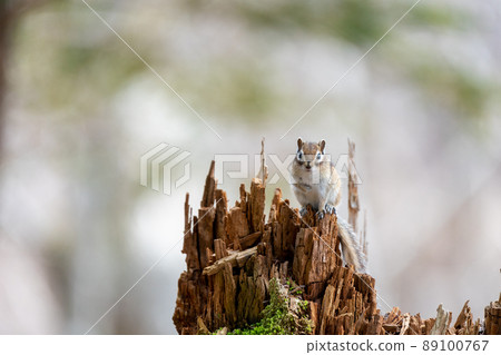 Ezo chipmunk resting on a fallen tree 89100767
