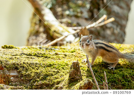 Ezo chipmunk resting on a fallen tree Ezo chipmunk resting on a fallen tree 89100769