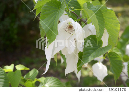 Handkerchief Handkerchief 89101178