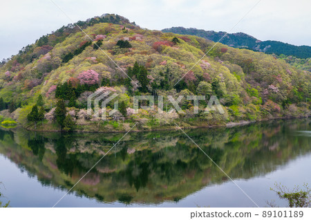 茨城縣北原市春天早晨的水沼大壩 茨城縣北原市春天早晨的水沼大壩 89101189
