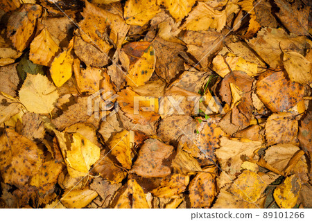 autumn leaves background autumn leaves background 89101266