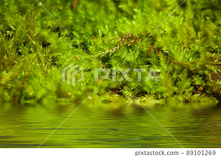 green moss 89101269