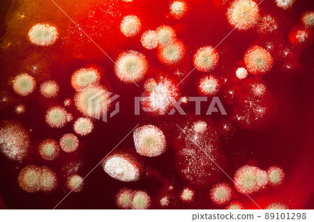 Mold colonies Mold colonies 89101298