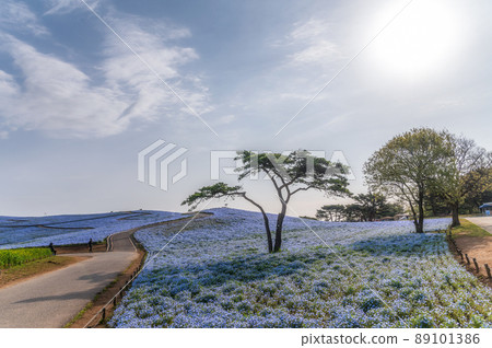 茨城縣常陸那仲市日立海濱公園在山上俯瞰盛開的Nemophila 茨城縣常陸那仲市日立海濱公園在山上俯瞰盛開的Nemophila 89101386