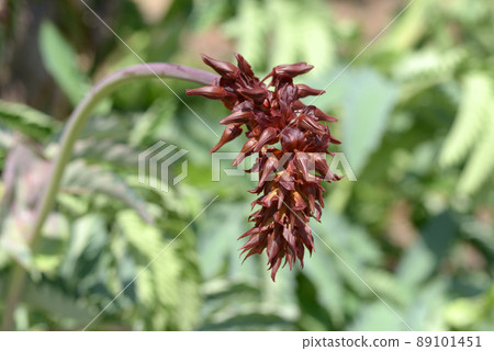 Meriantus Mayor flower 89101451