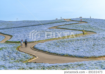 茨城縣常陸那仲市日立海濱公園在山上俯瞰盛開的Nemophila 89101473