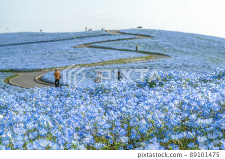 茨城縣常陸那仲市日立海濱公園在山上俯瞰盛開的Nemophila 89101475