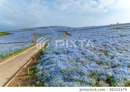 茨城縣常陸那仲市日立海濱公園在山上俯瞰盛開的Nemophila 89101479