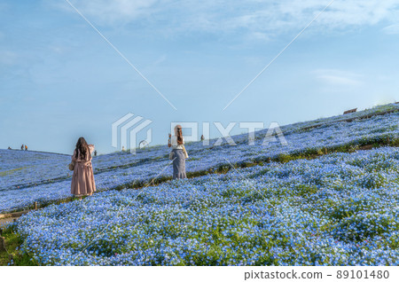 茨城縣常陸那仲市日立海濱公園在山上俯瞰盛開的Nemophila 89101480