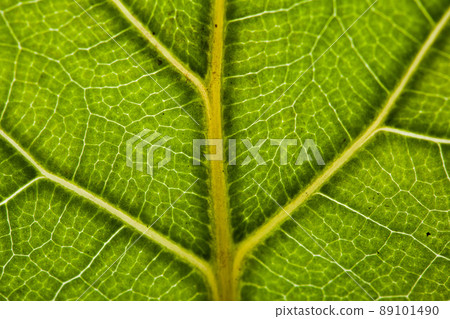 green leaf backdrop green leaf backdrop 89101490
