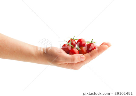 hand holding fresh cherry tomatoes hand holding fresh cherry tomatoes 89101491