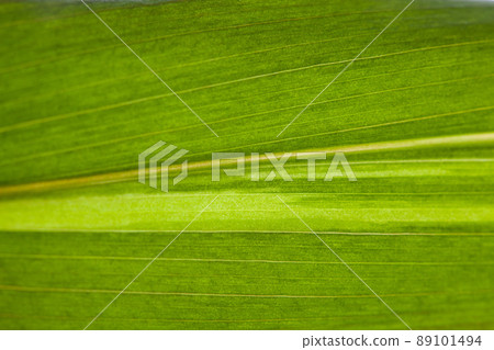 green leaf backdrop green leaf backdrop 89101494