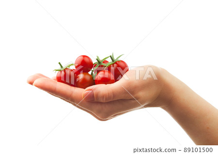 hand holding fresh cherry tomatoes hand holding fresh cherry tomatoes 89101500